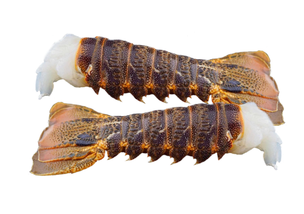 ca. 440 g Baby Rock Lobster Schwänze mit Schale