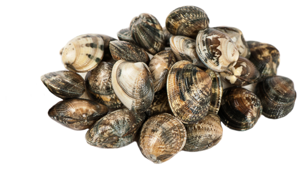 1000 g Venusmuscheln (Vongole) gekocht pasteurisiert